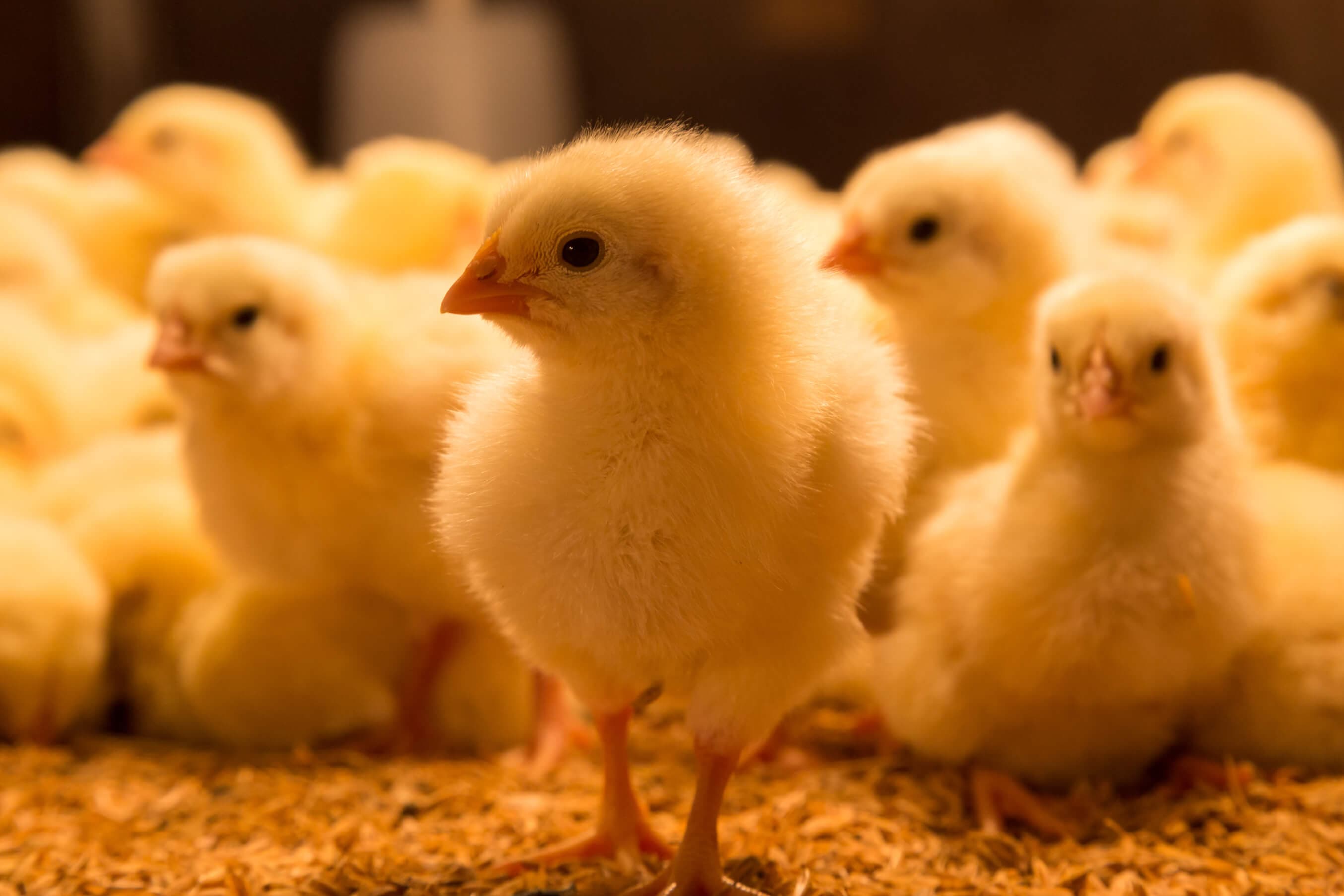 Small baby chickens on the breeding farm.