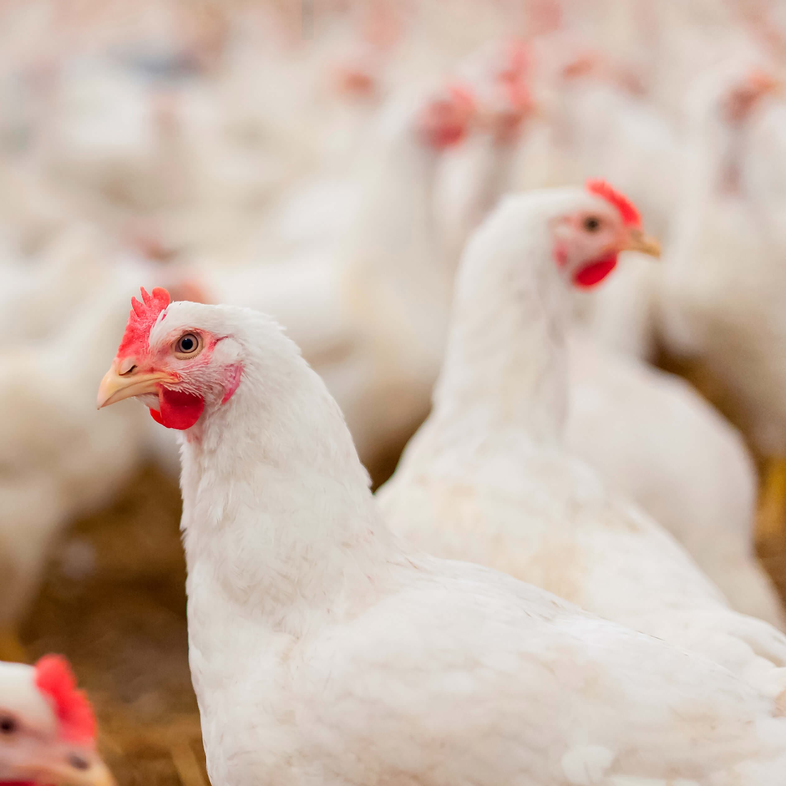 Adult chickens in breeding.